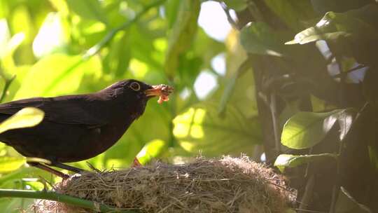 小鸟叼食物哺育雏鸟特写