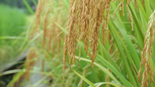 成熟的稻穗水稻特写雨露水珠田野