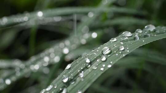 特写植物叶子上的雨珠