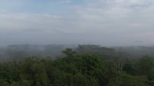 东南亚热带雨林
