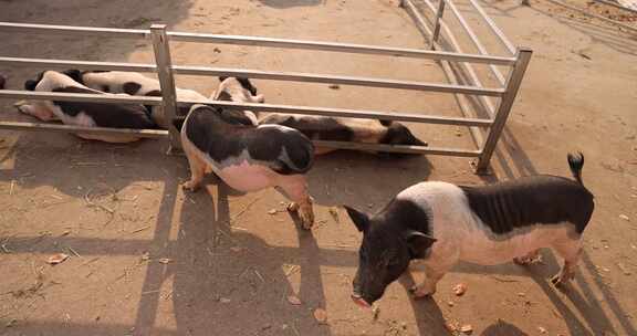 黑猪乳猪生态养殖 高品质猪肉