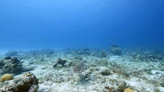 海龟，加勒比海，水，珊瑚