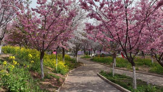 孤柏渡飞黄旅游区樱花园鲜花盛开