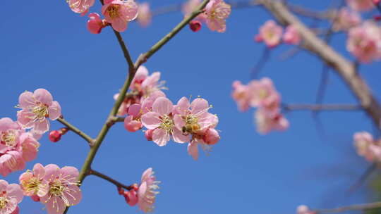 春天梅花盛开 蜜蜂采蜜