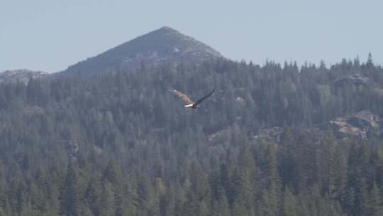 一只雄伟的秃鹰以慢动作翱翔在爱达荷州北部