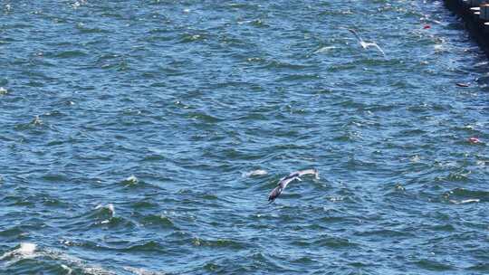 慢动作海鸥翱翔蓝色海面碧海蓝天海鸥飞翔