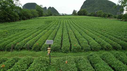 广西桂林尧山茶园