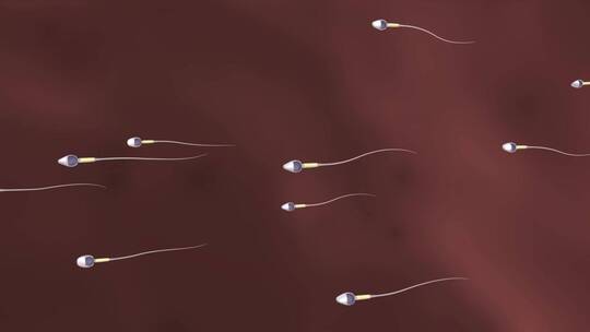 精子卵子受精过程视频素材模板下载