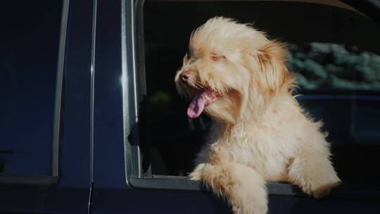 狗趴在车窗户上吐舌头