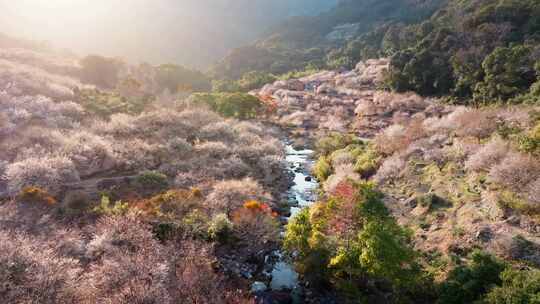 航拍福州永泰青梅花（葛岭万石村）16