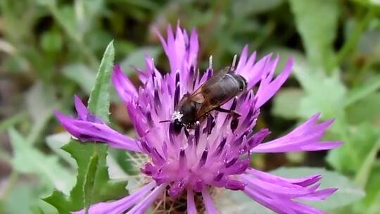 紫色花朵上的蜜蜂