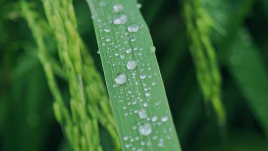 水稻稻穗叶子水珠特写