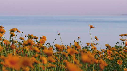 海边花丛