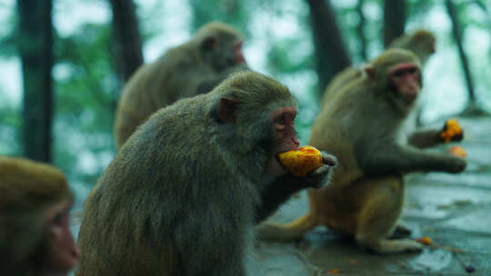 游客给野生猕猴猴子投喂喂食