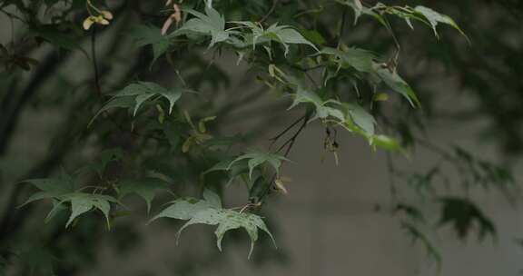 雨天落满露珠的绿枫叶