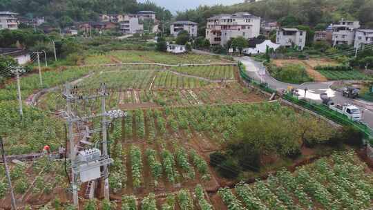 4K-福州永泰梧桐镇茉莉花田航拍