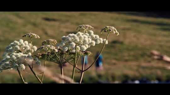 花，草，场，农村