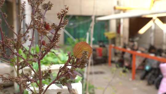 紫苏属 观赏 植物 被子植物 绿植