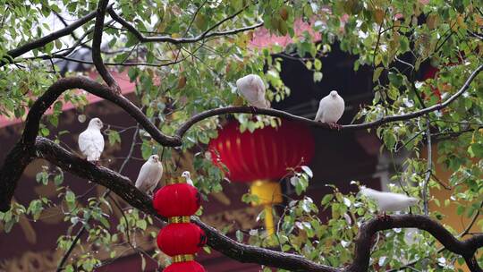 下雨天栖息在树枝上的鸽子8K实拍