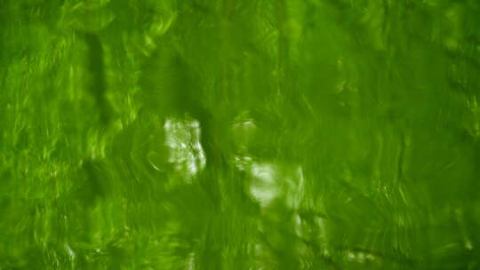 江南的绿 绿色 植物 森林 4K 倒影 green视频素材模板下载