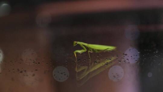 螳螂 动物 雨滴 虫子 爬虫 光影视频素材模板下载