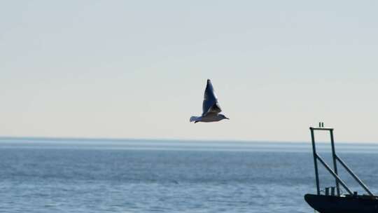 海鸥飞过渔船