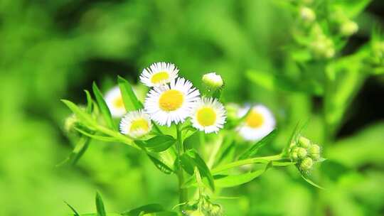 夏天户外的白色野花小雏菊山花实拍素材