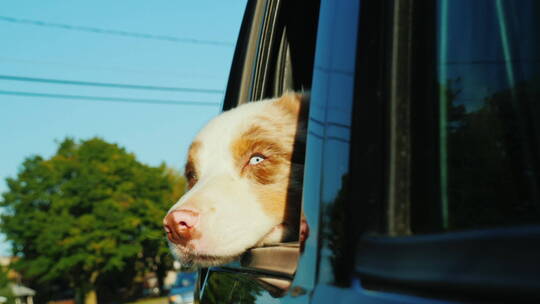 狗从移动的车窗往外看