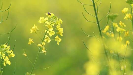 4K拍摄蜜蜂在油菜花海间采蜜特写