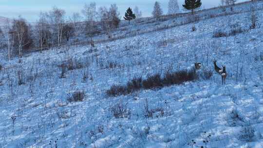 雪原山坡奔跑的狍子视频素材模板下载