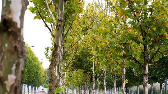 4K秋季梧桐林落叶实拍素材