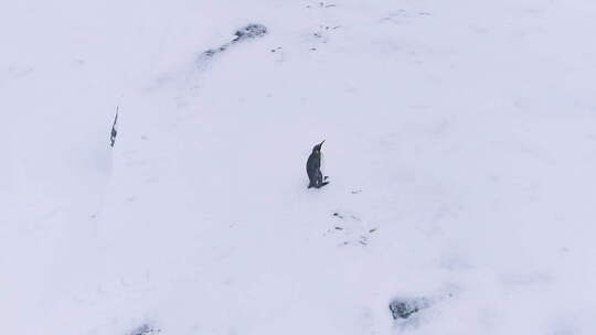 孤王企鹅波浪翼南极洲鸟瞰图视频素材模板下载