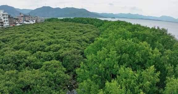 盐洲红树林保护区惠东候鸟白沙村