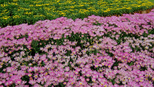 公园花坛园艺 菊花 花园