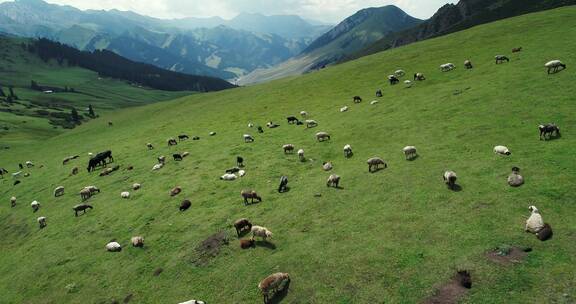新疆草原牛羊遍野满山漫步吃草航拍自然风景