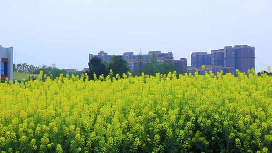 成片油菜花田与城市建筑相映成趣