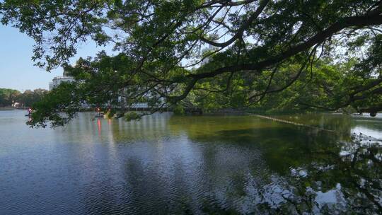 广州流花湖公园大榕树与城市湖景高楼建筑