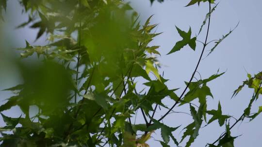 枫叶树叶植物叶脉光合作用视频素材模板下载