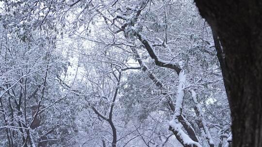 路边雪景南京颐和路雪景大雪纷飞