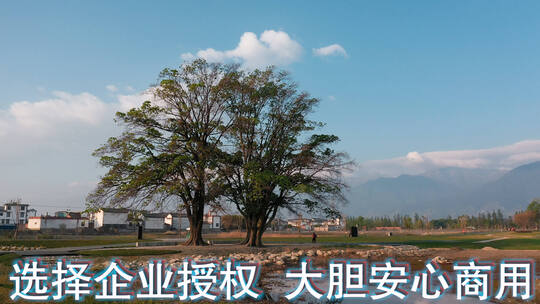 情人树视频云南大理湿地公园里两颗大树