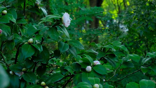 春天花园山茶花