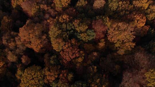 秋天森林航拍树木黄色树叶
