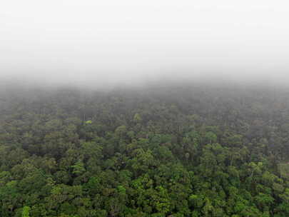 吊罗山云雾林延时空镜纪录片转场热带雨林