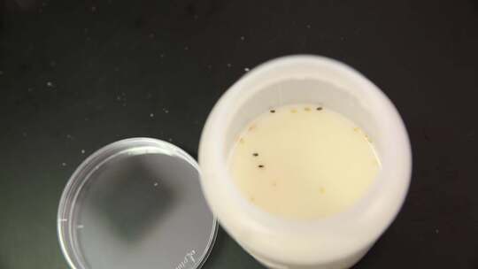 细菌培养皿样本采样菌落数测试