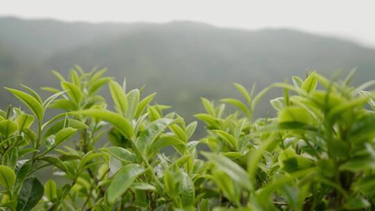 4K-古树春茶，春茶发芽，绿茶新芽