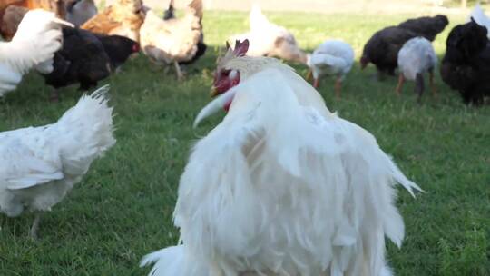 农场里进食的母鸡视频素材模板下载