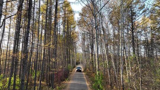 秋季林间小路车辆驶过