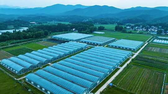 农田蔬菜大棚航拍全景