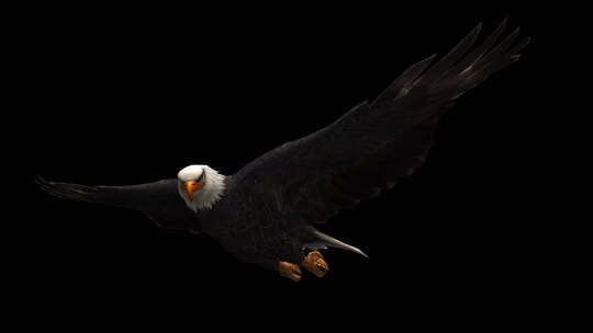 3D Eagle Animation 5