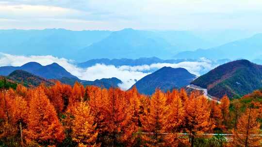 大气航拍巫峡云海红叶